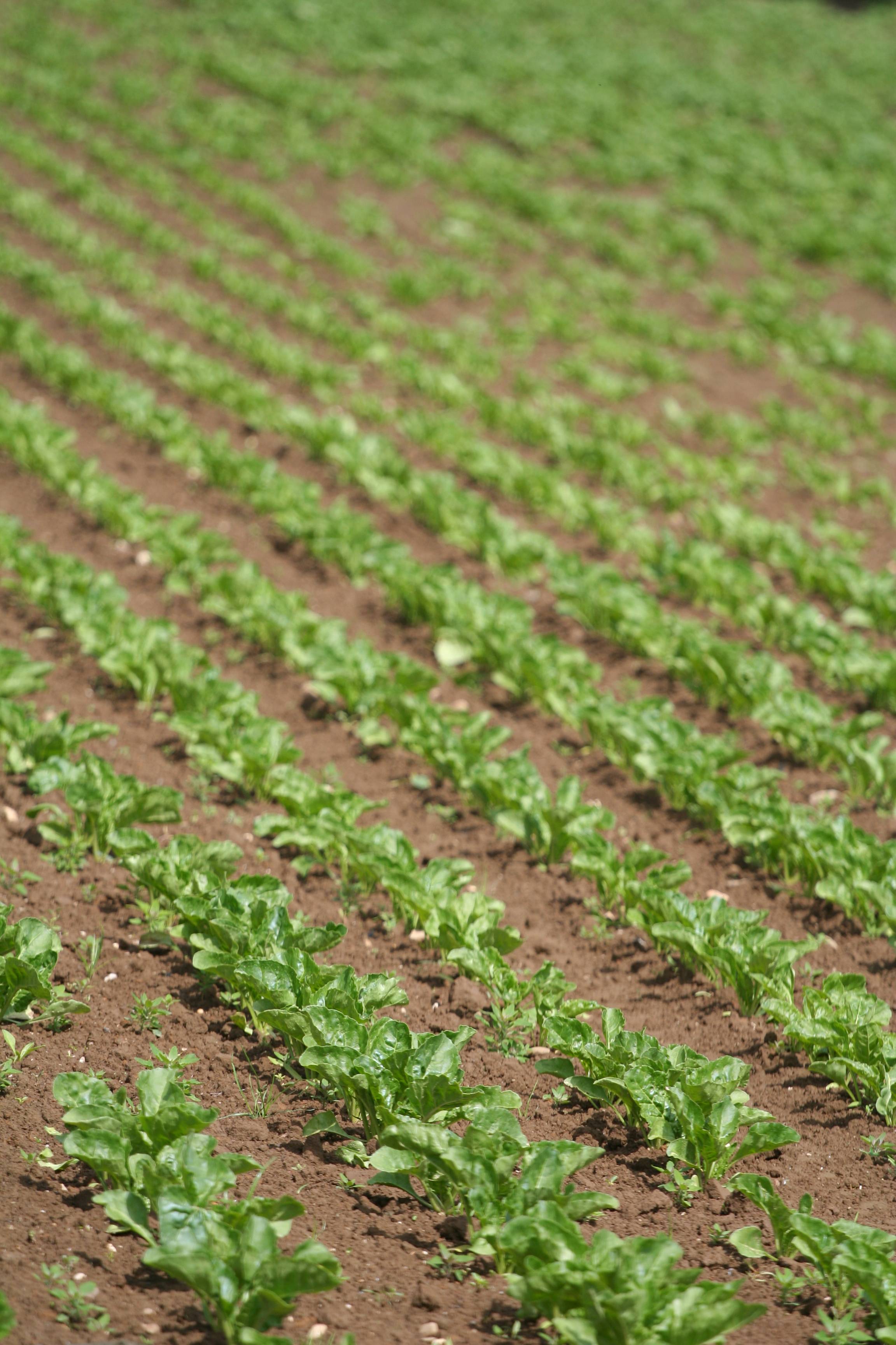 Sowing