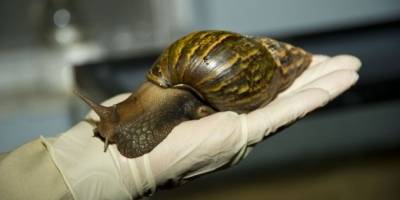 Todo lo que debes saber sobre el peligroso molusco — Caracol gigante africano