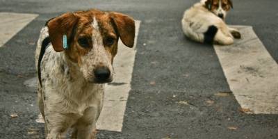 Uruguay tiene sobrepoblación de perros