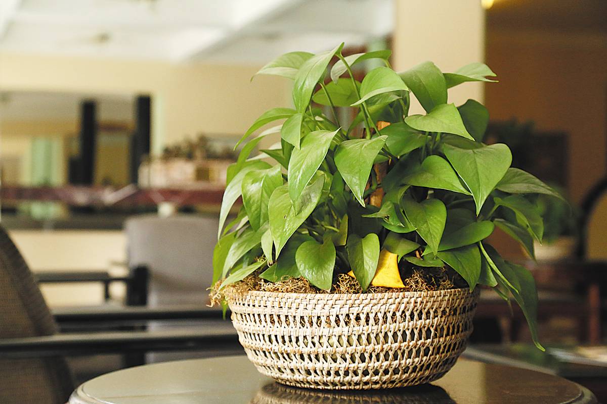 planta.jpg