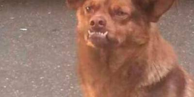 ¿Cómo surge el perro Chilaquil? ¿Cómo surge el perro Chilaquil?