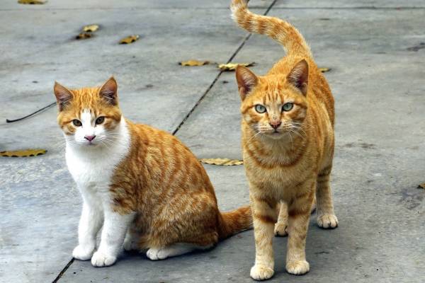 enfermedades causadas por gatos a mujeres embarazadas enfermedades causadas por gatos a mujeres embarazadas