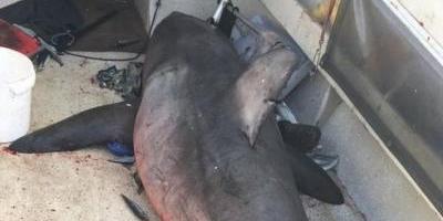 Un enorme tiburón blanco saltó adentro del barco de un pescador — Aterrador Un enorme tiburón blanco saltó adentro del barco de un pescador — Aterrador