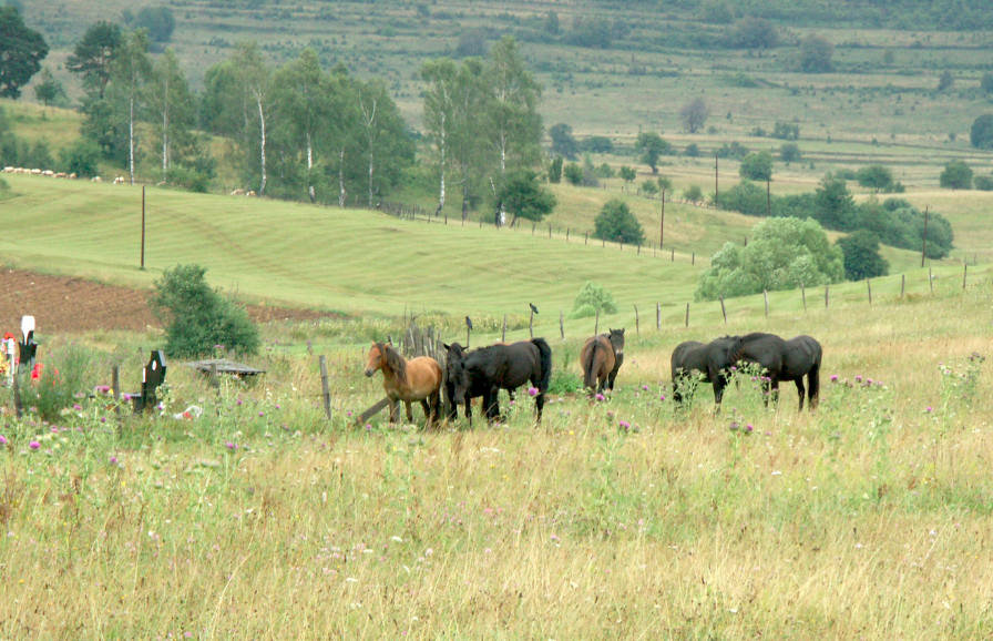 ¡Indignante! Propietarios habían descuidado a más de 80 caballos - Publimetro Colombia