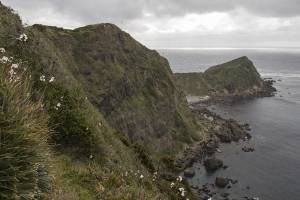 Isla Guafo