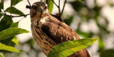 Dominicana prohíbe cacería de aves durante dos años