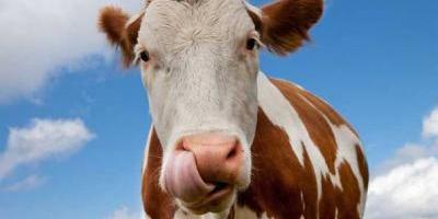 El sorprendente número de estadounidenses que cree que la leche de chocolate proviene de vacas de color café