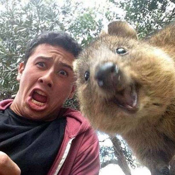 El quokka es un marsupial australiano en peligro de extinción.