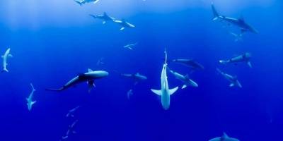 República Dominicana prohíbe la pesca y comercialización de tiburón y otras especies