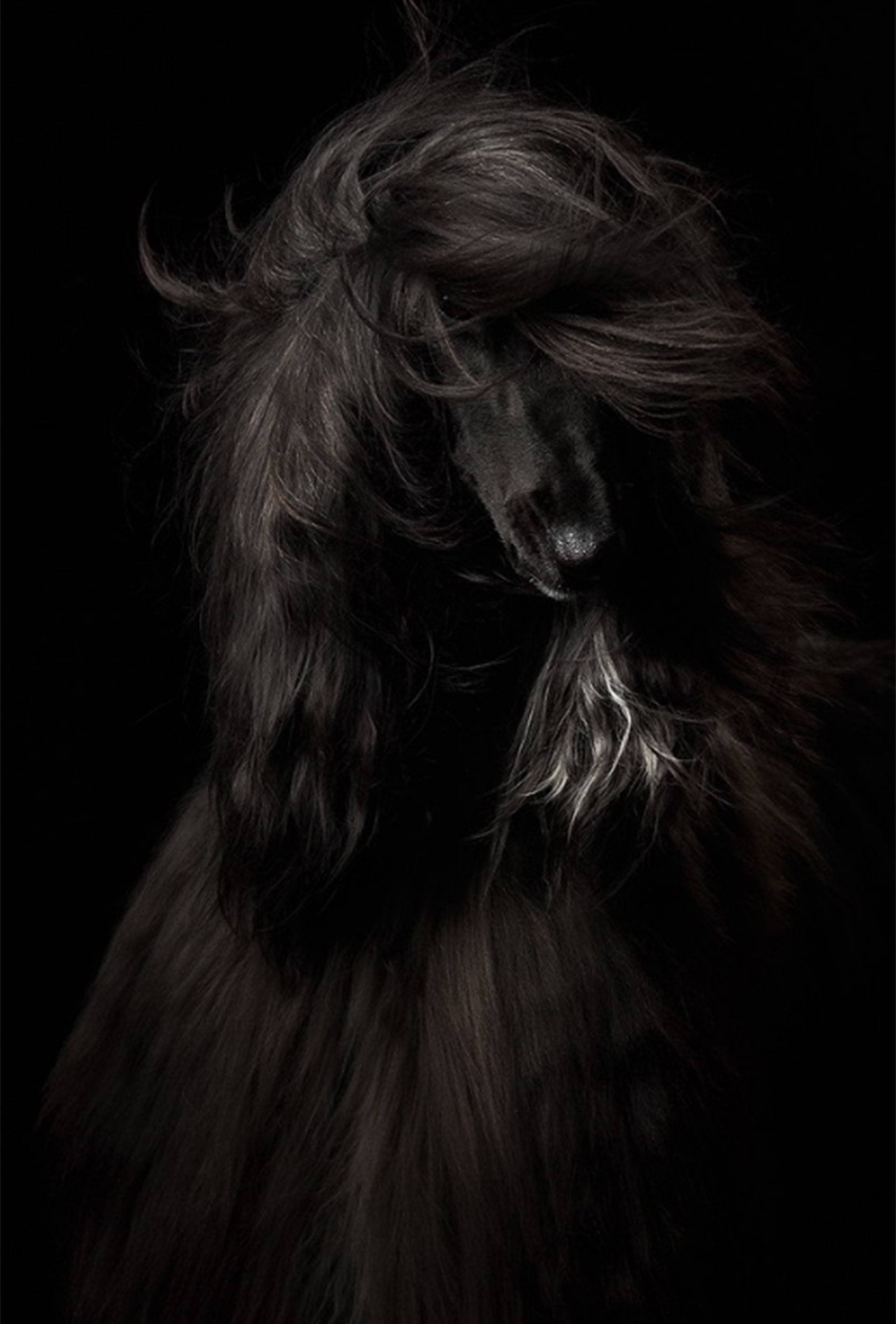 retrato
