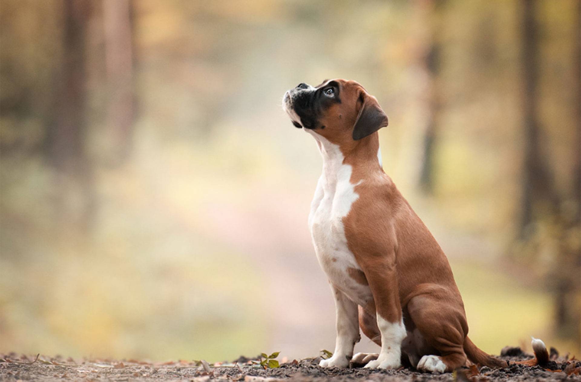 cachorro