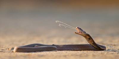 Una enorme cobra se metió en una casa — Terror animal