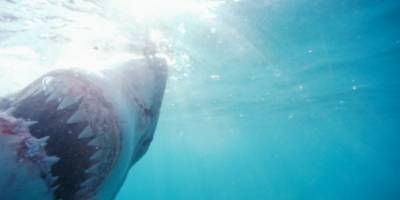 Un tiburón atacó a un bañista mientras salía del agua en Miami Un tiburón atacó a un bañista mientras salía del agua en Miami