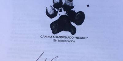 Perro interpondrá una demanda para exigir su derecho a la vida