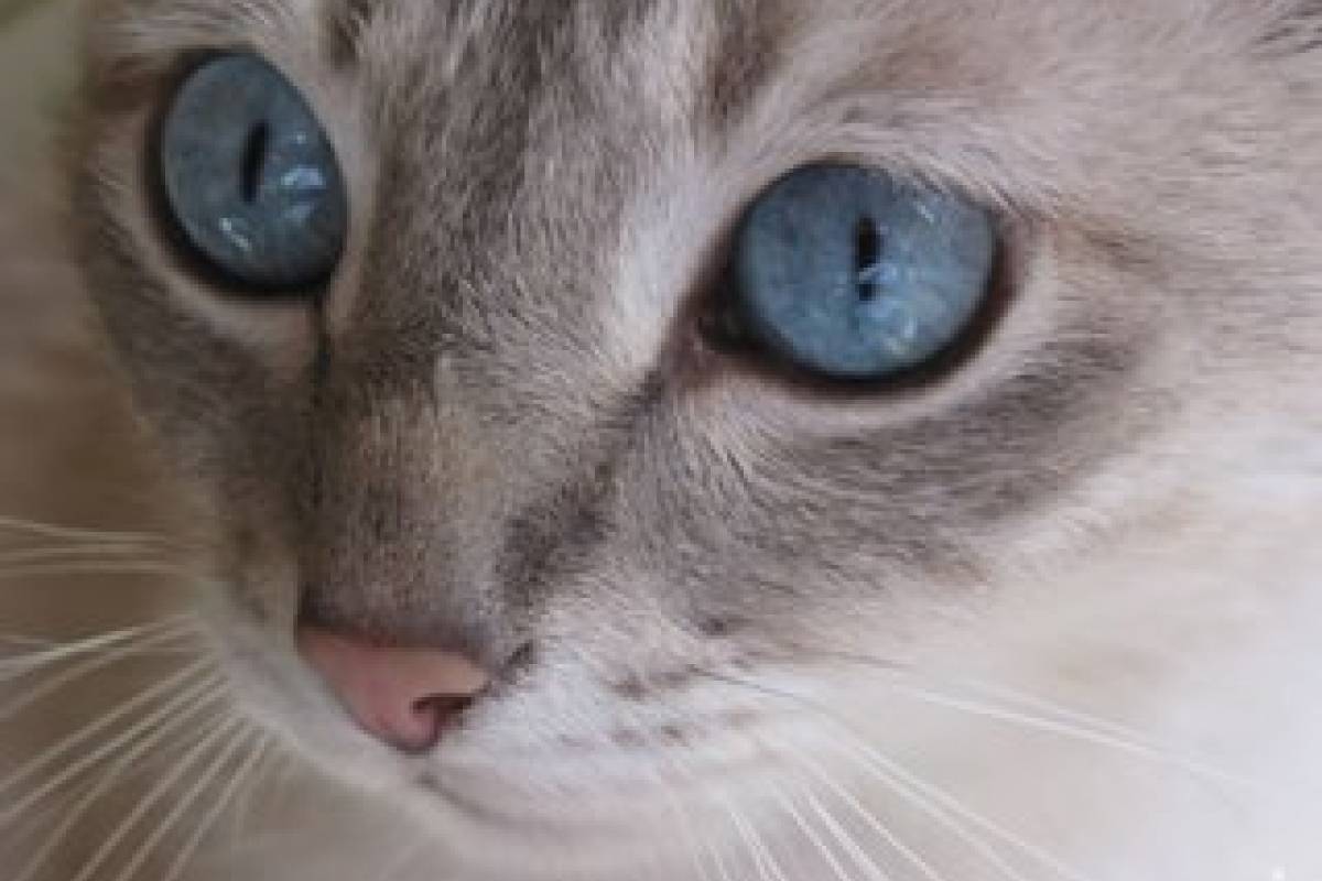 gato micoplasma infectar humano