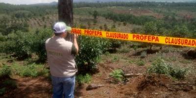 Investigan desaparición de 12 venados cola blanca en Nuevo León Investigan desaparición de 12 venados cola blanca en Nuevo León