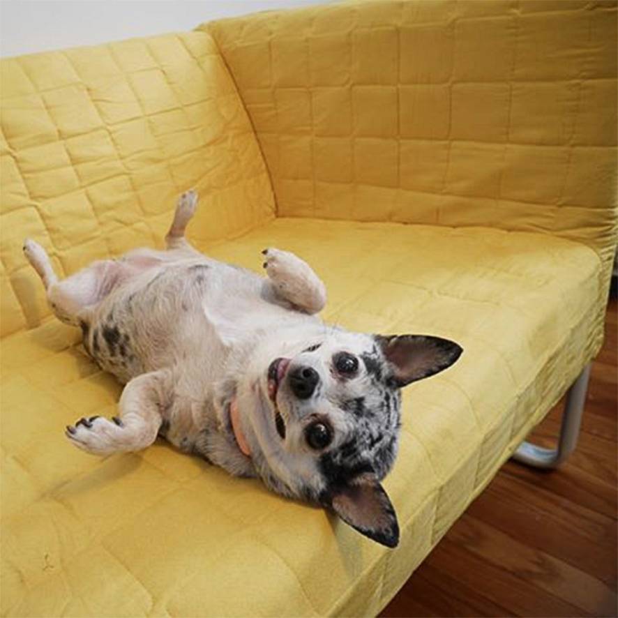 chihuahua
