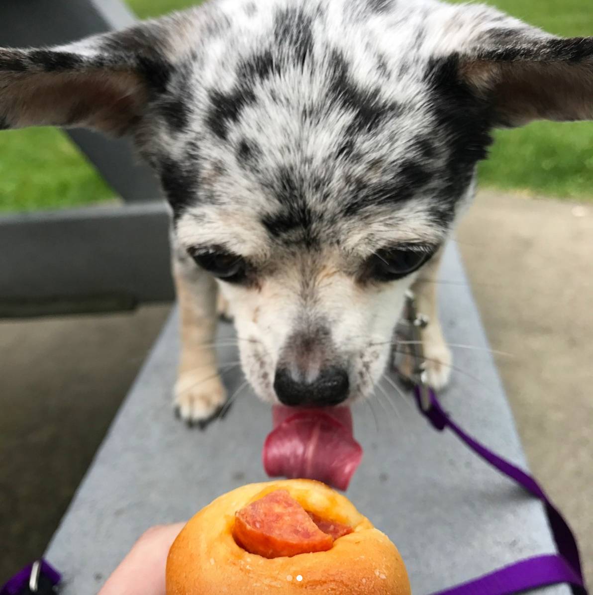 chihuahua2