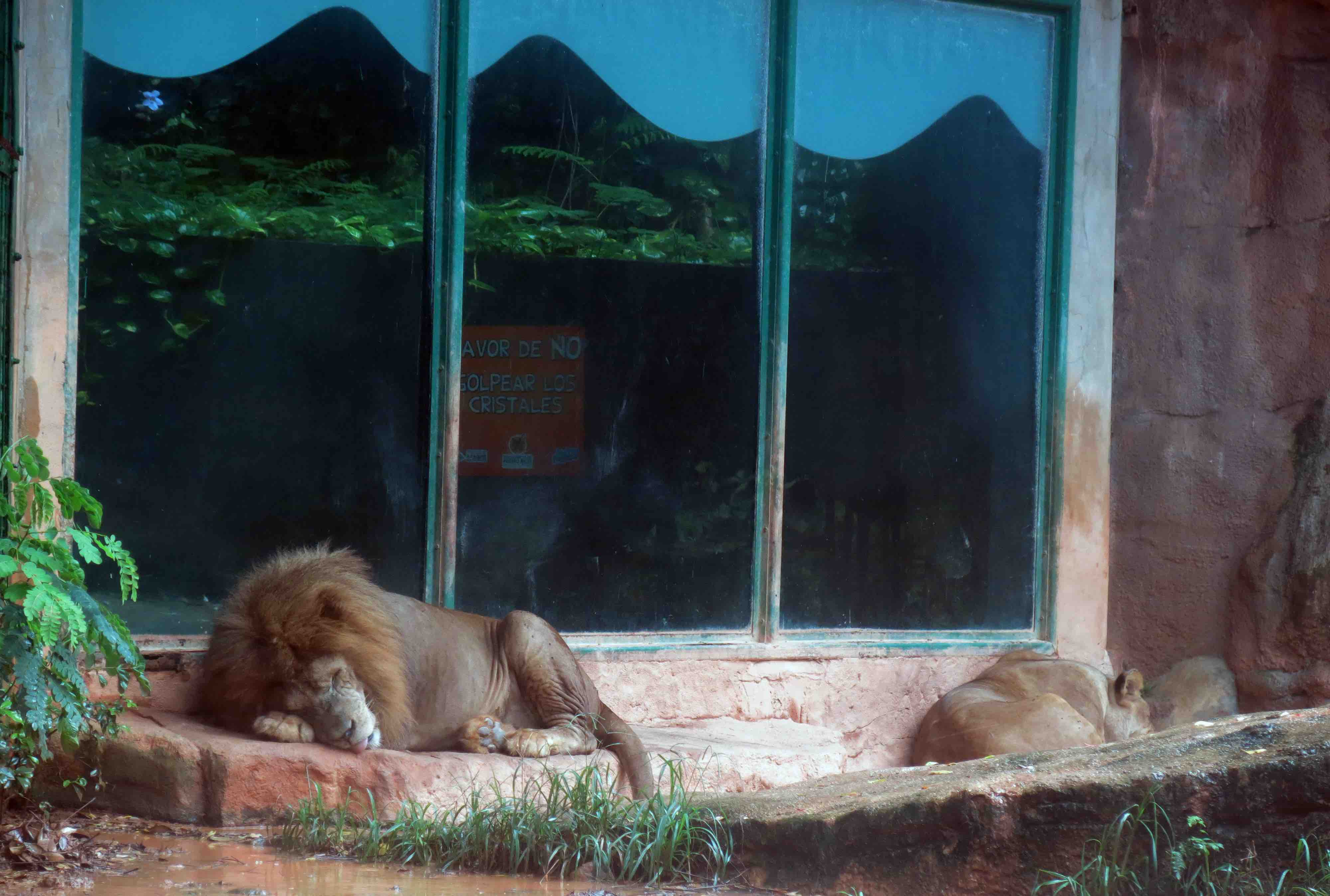 leones