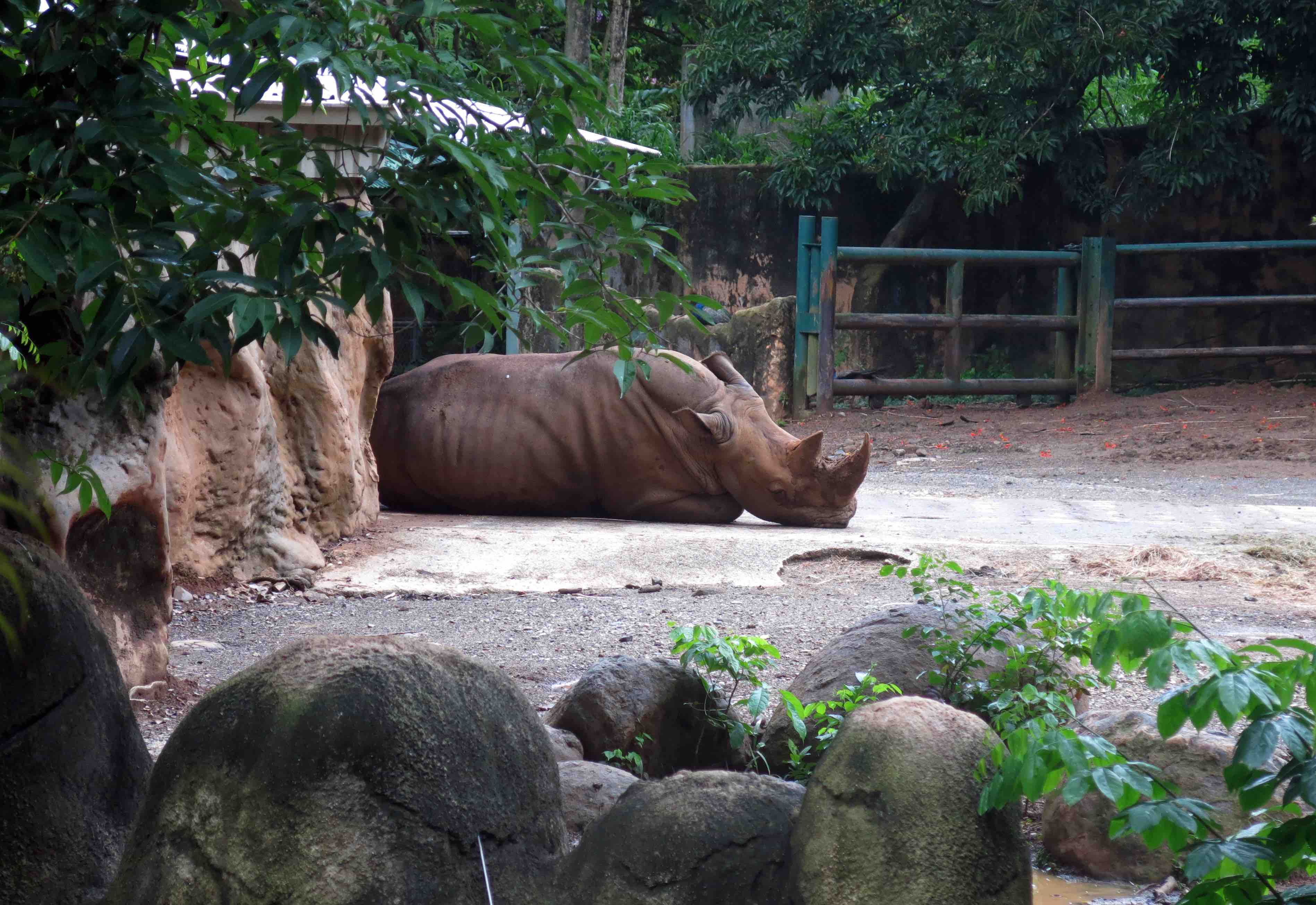 rino