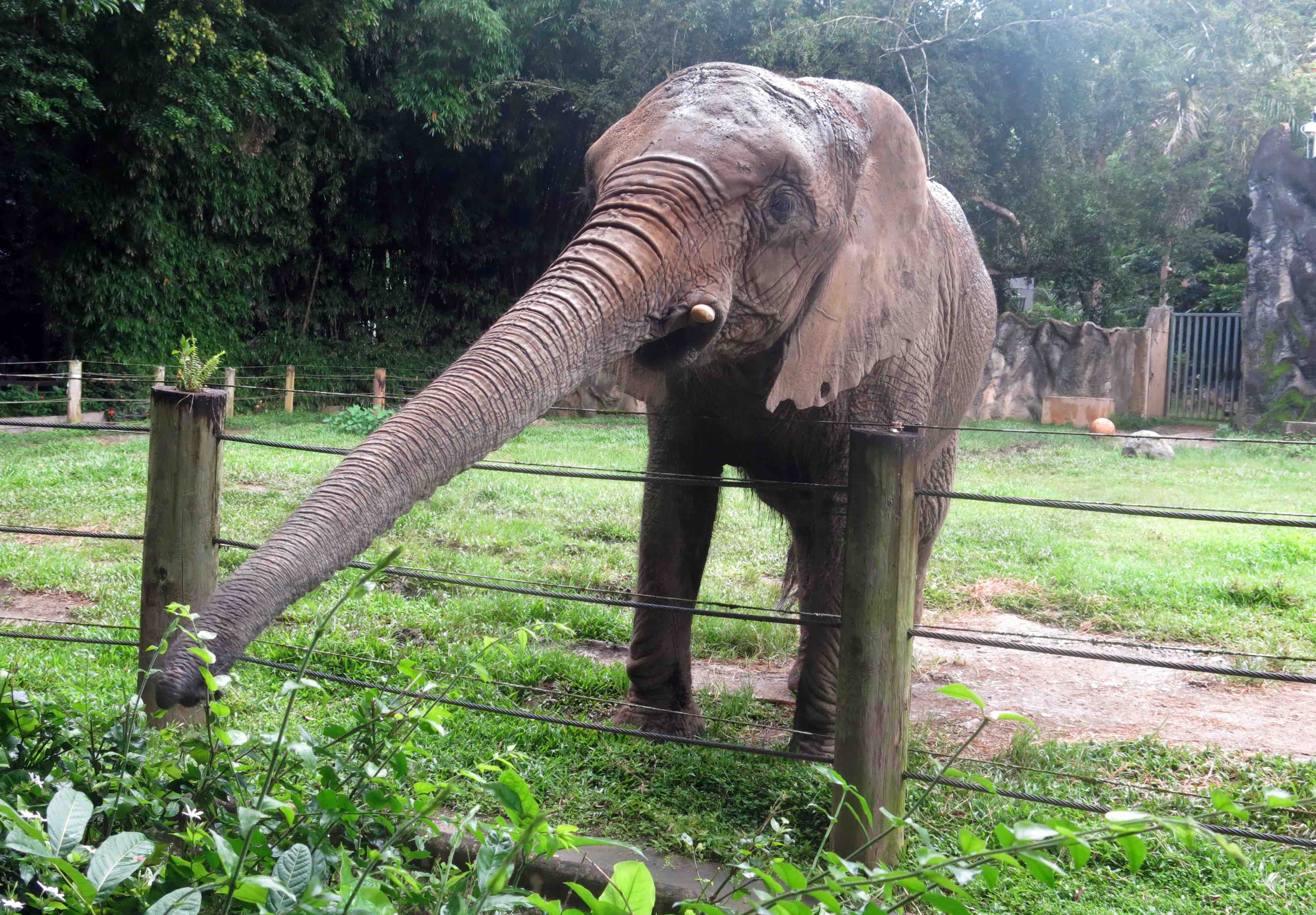 elefante