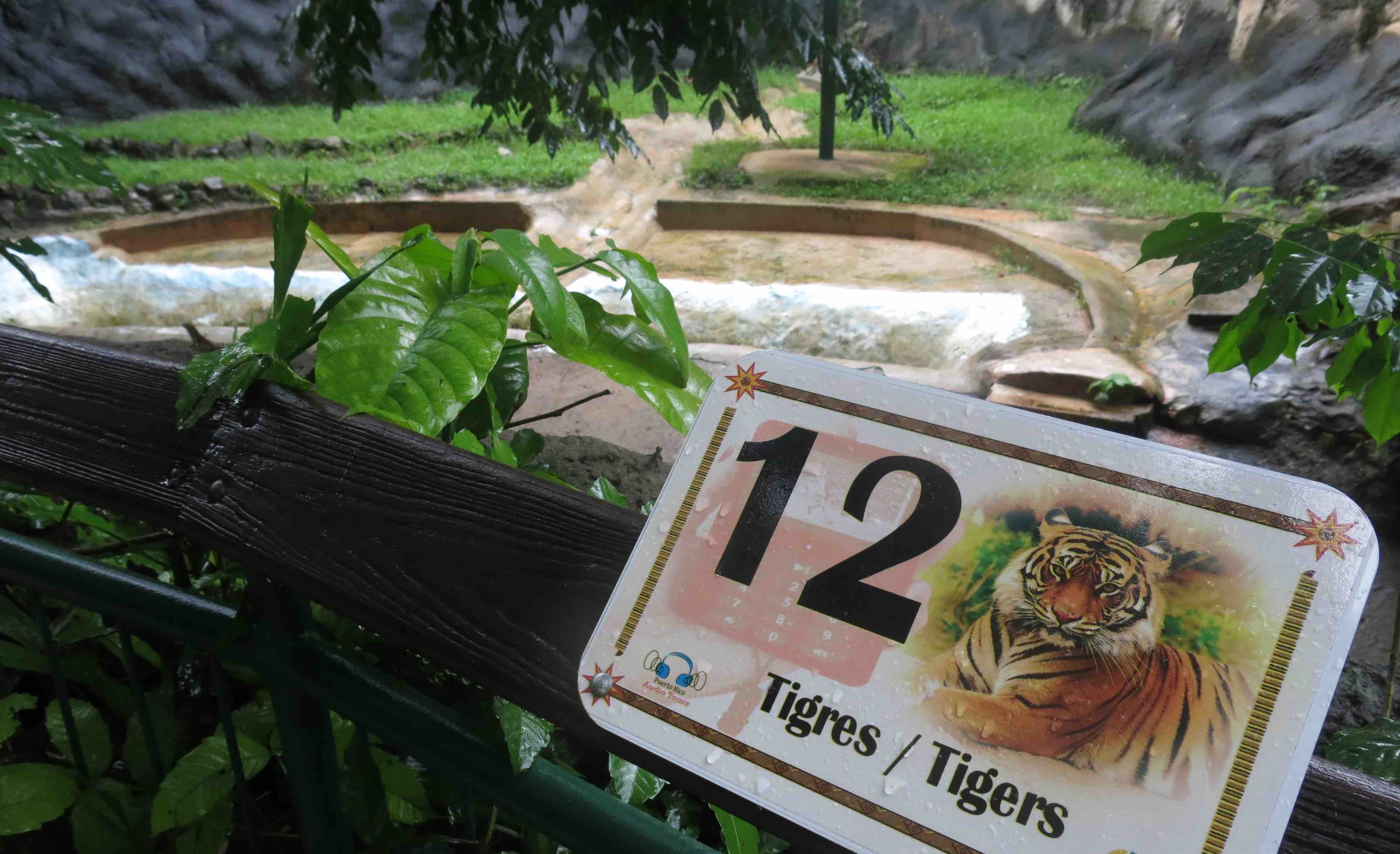 tigre