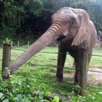 Colegio de Abogados presenta resolución con denuncias por la negligencia en el zoológico de Mayagüez