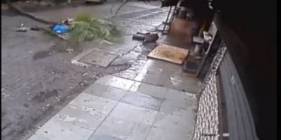 Presentadora de televisión muere aplastada por una palmera Presentadora de televisión muere aplastada por una palmera