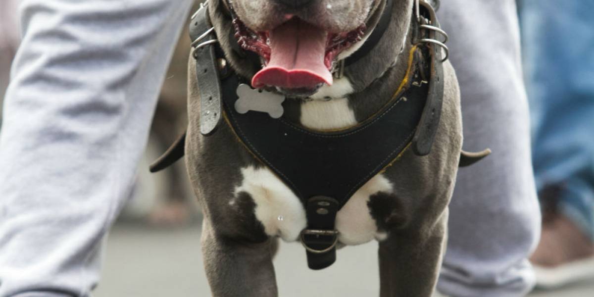 Perro ataca a niño de 3 años en Coahuila Perro ataca a niño de 3 años en Coahuila