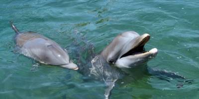 Prohíben espectáculos con delfines en la Ciudad de México