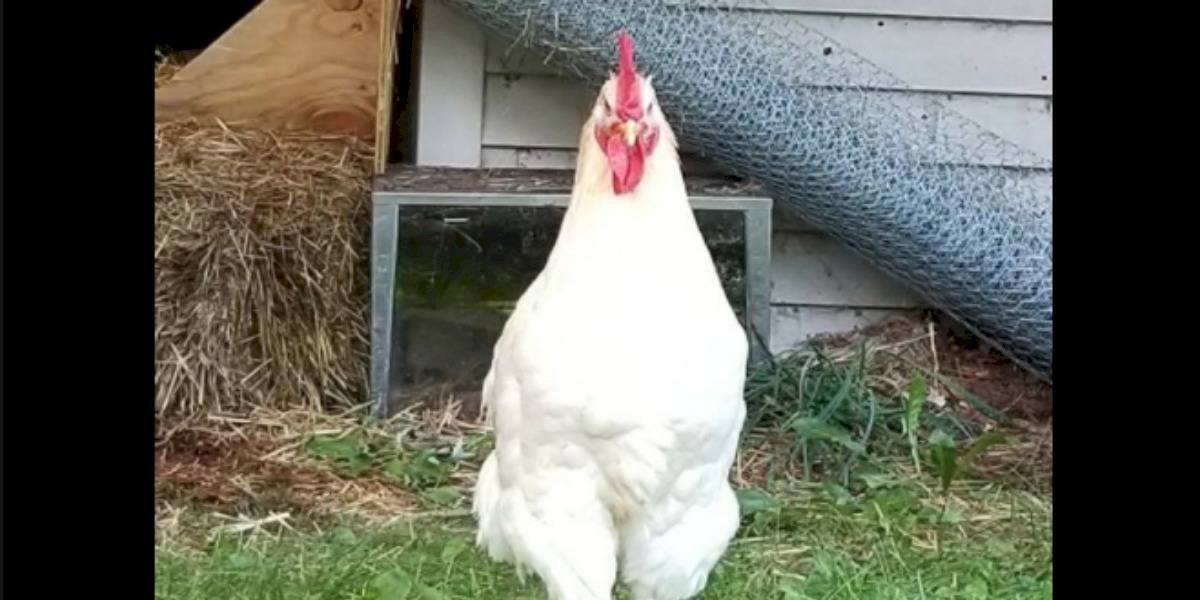 Deportista decapita a gallo vivo de una mordida y se graba Deportista decapita a gallo vivo de una mordida y se graba
