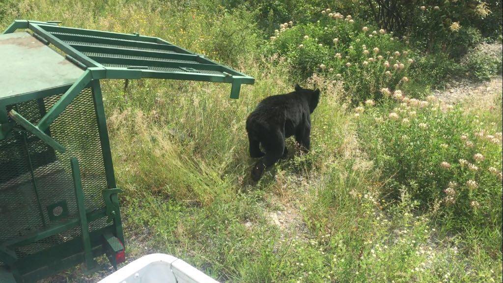 Oso