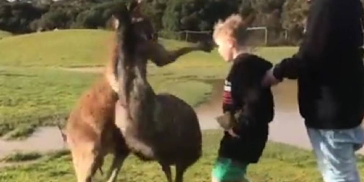 Niño fue golpeado por un canguro y sus padres no pudieron contener la risa