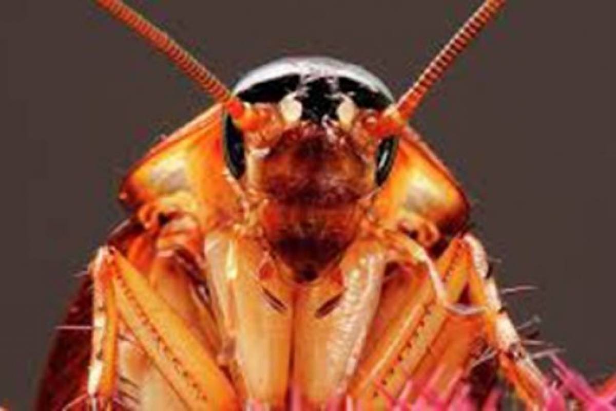Try It With A Fly, Or A Cockroach