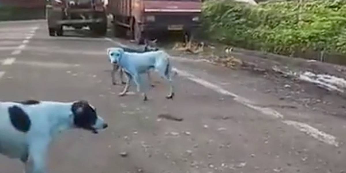 ¿Perros azules? Alerta por contaminación en río de la India ¿Perros azules? Alerta por contaminación en río de la India