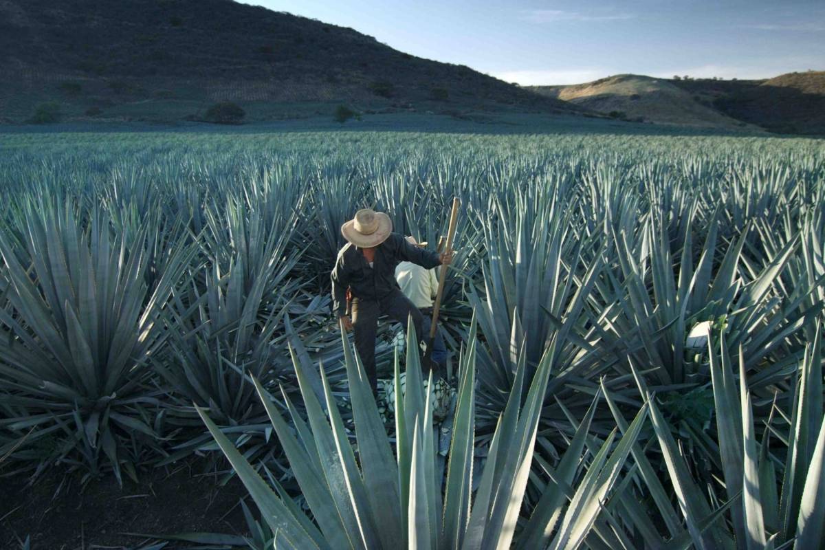 Cuando eres el Patrón de los tequilas Publimetro México