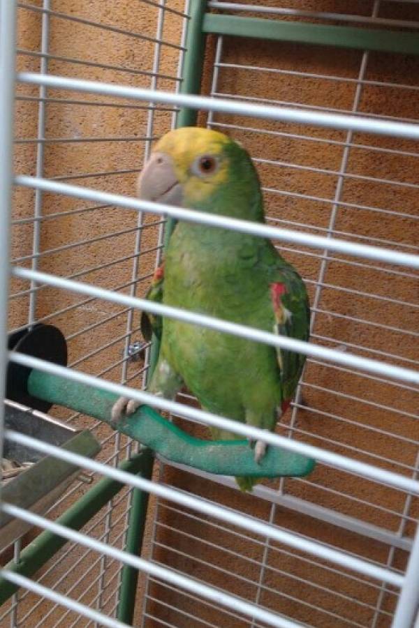 Loro