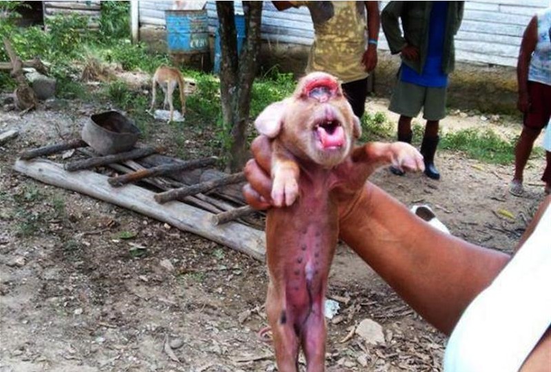 Cerdo con cara de Mono