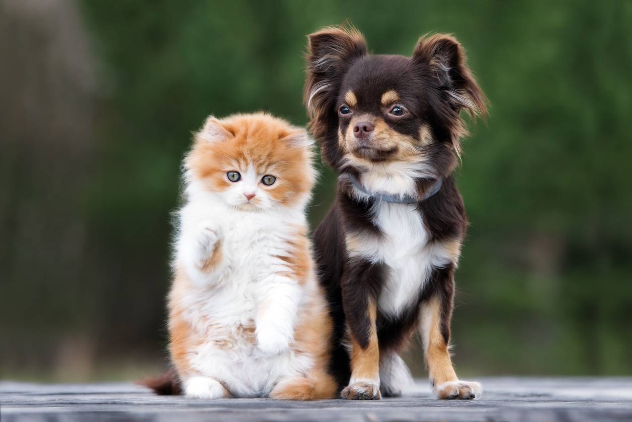 Perro y gato eclipse solar