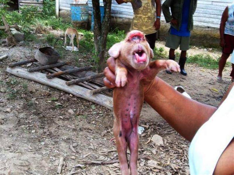Cerdo cara de mono