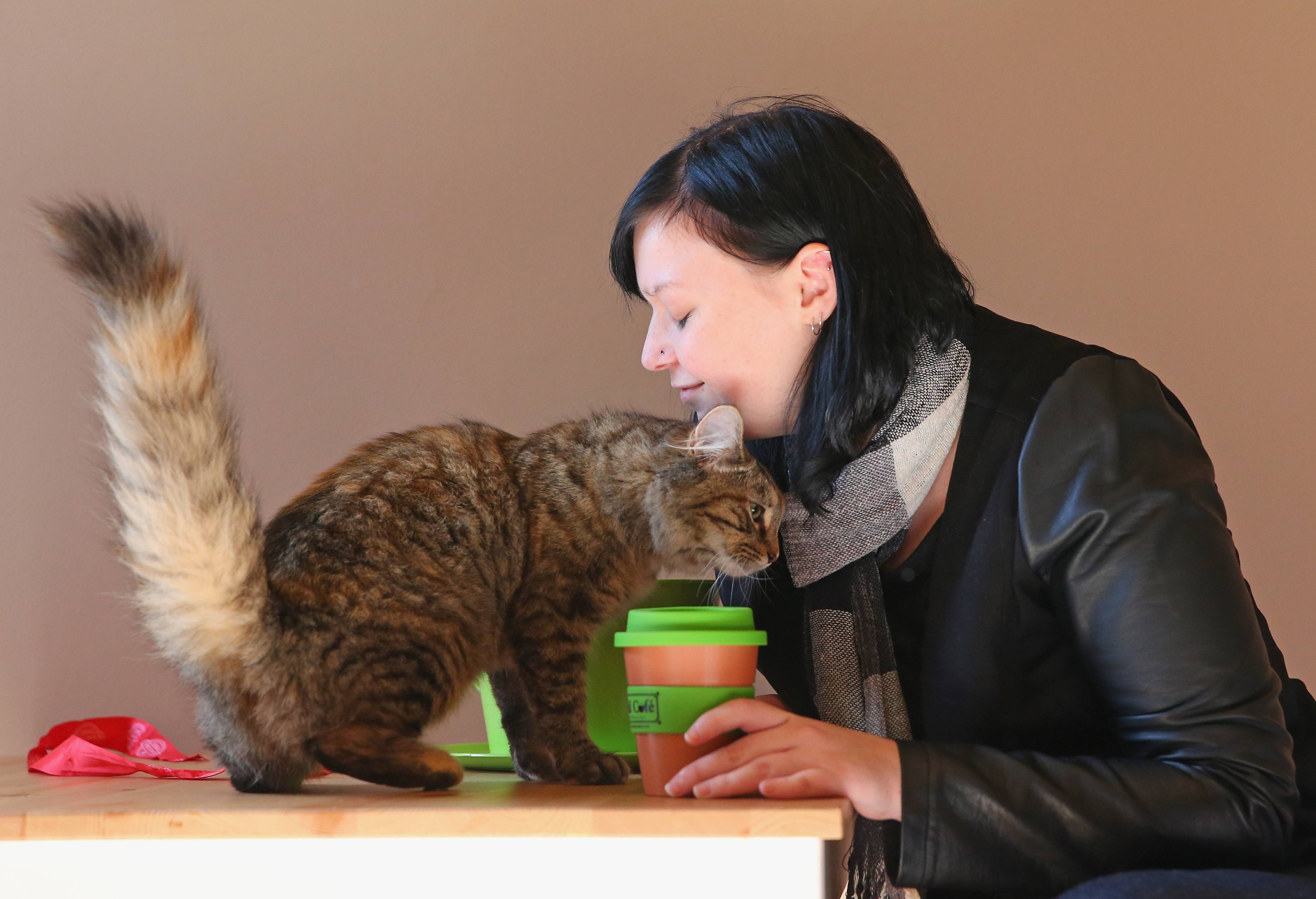 Los gatos y las personas tienen una relación complicada.