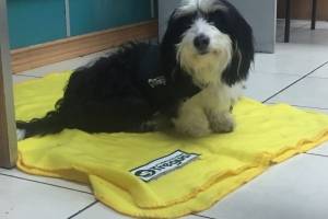 elvis