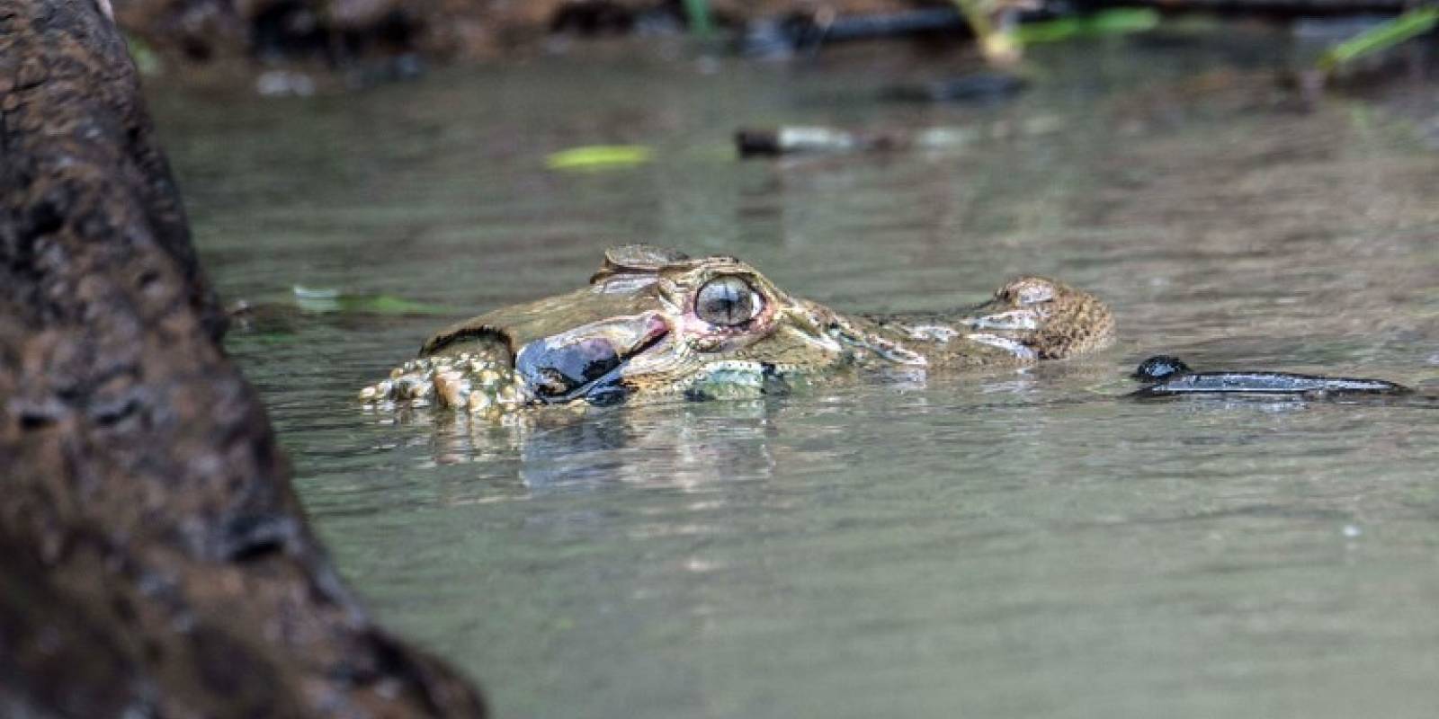 Especies en la Amazonía