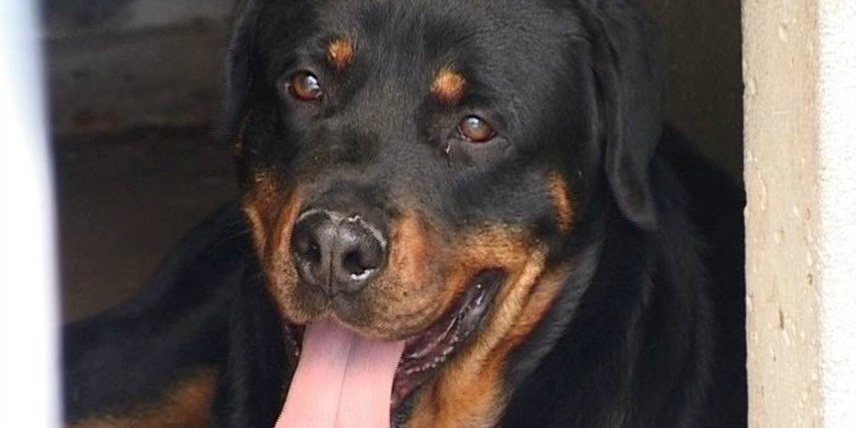 Una anciana falleció tras ser atacada por perros en El Monte