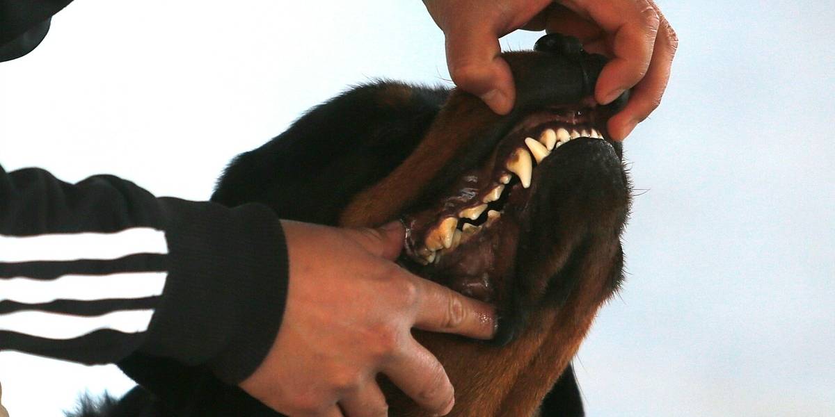 Una anciana falleció tras ser atacada por perros en El Monte