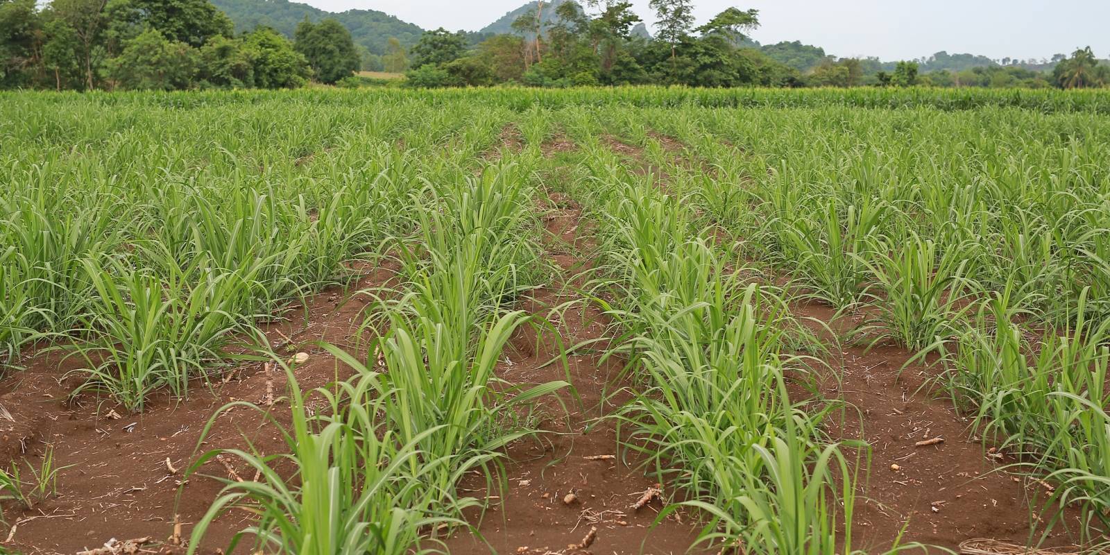 Sugarcane for sugar factories.