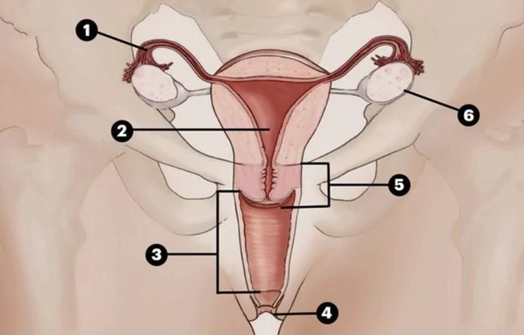 Vagina