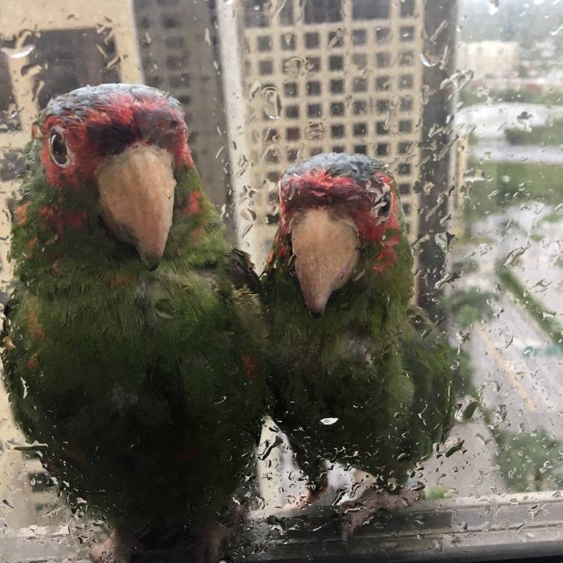 Loros