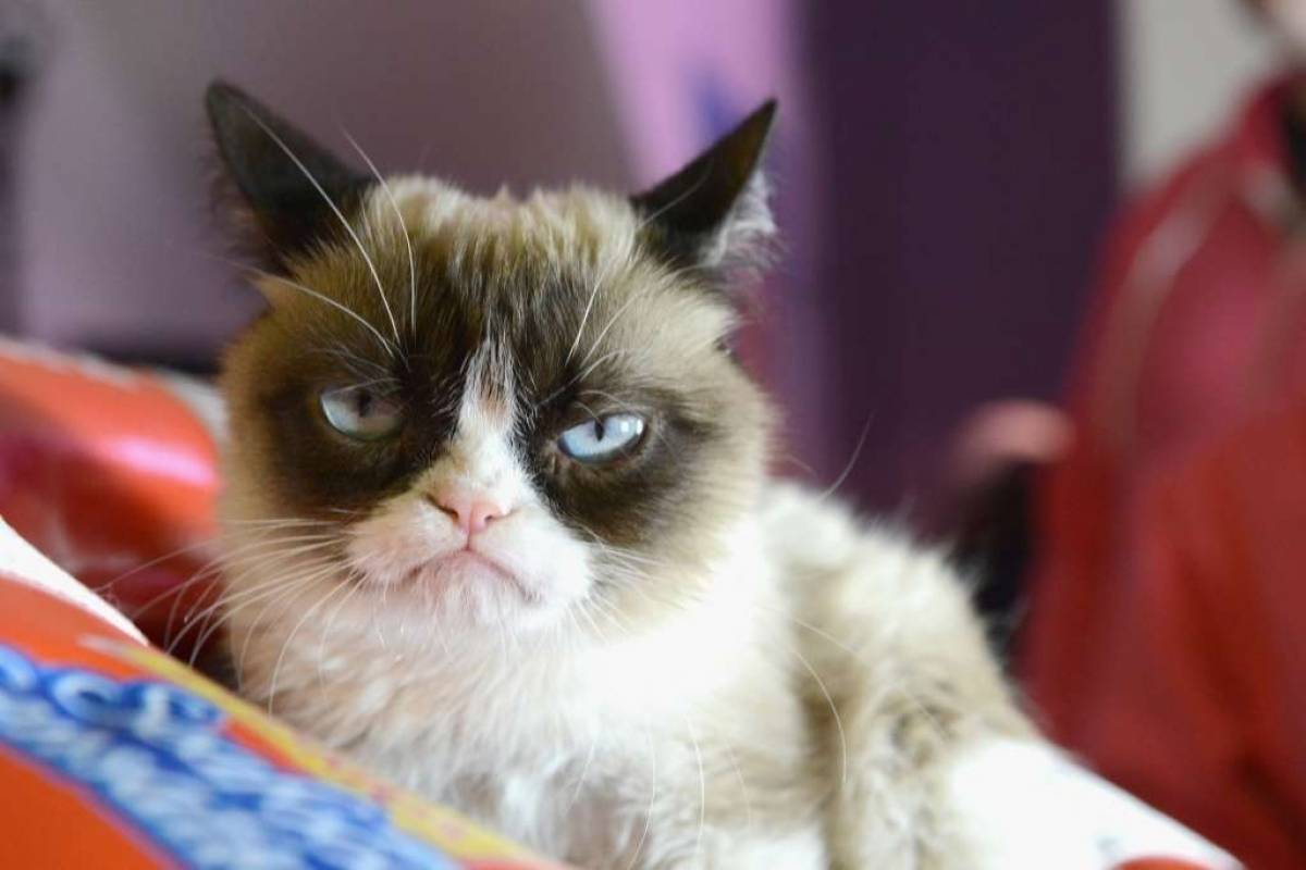 como se detecta la toxoplasmosis en un gato