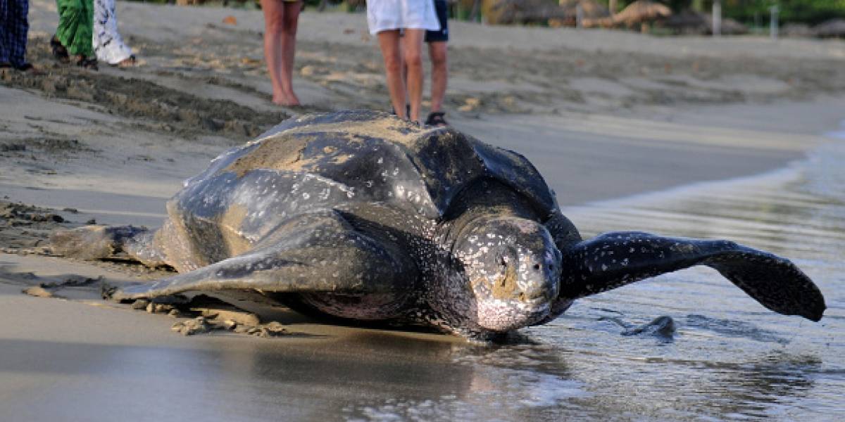 Científicos boquiabiertos: Hallan enorme tortuga de 700 kilos en playa española Científicos boquiabiertos: Hallan enorme tortuga de 700 kilos en playa española